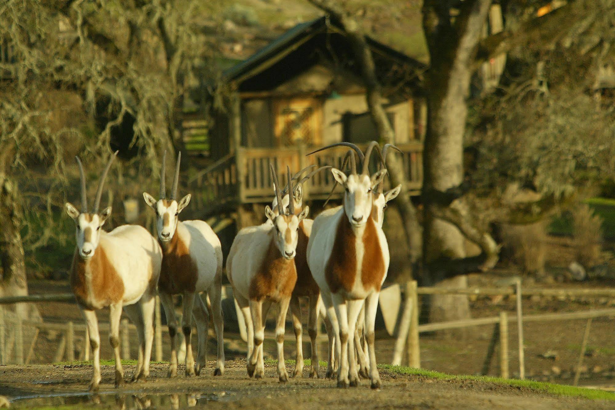 فندق Safari West Mark West Springs المظهر الخارجي الصورة